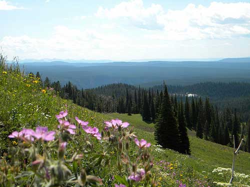 USA Western: Yellowstone NP, Mount Washburn, Mount Washburn - , Walkopedia