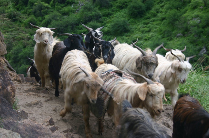 Nepal Western Nepal, Upper Humla Valley, Upper Humla Valley, Walkopedia