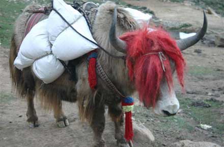 Nepal Western Nepal, Upper Humla Valley, Upper Humla Valley - , Walkopedia