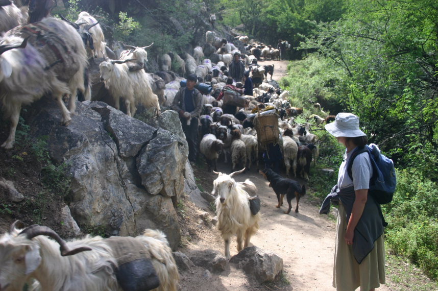 Upper Humla Valley: Pack goat jam - © William Mackesy