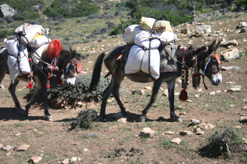 Nepal Western Nepal, Upper Humla Valley, Pack Mules, Walkopedia