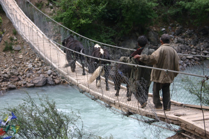 Nepal Western Nepal, Upper Humla Valley, Yak crossing, Walkopedia