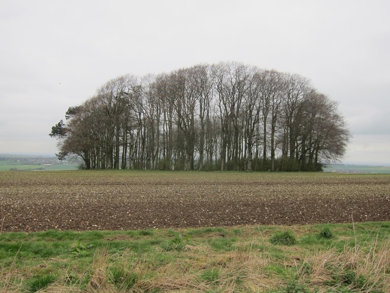 United Kingdom England, The Ridgeway, Classic ridgetop clump, Walkopedia