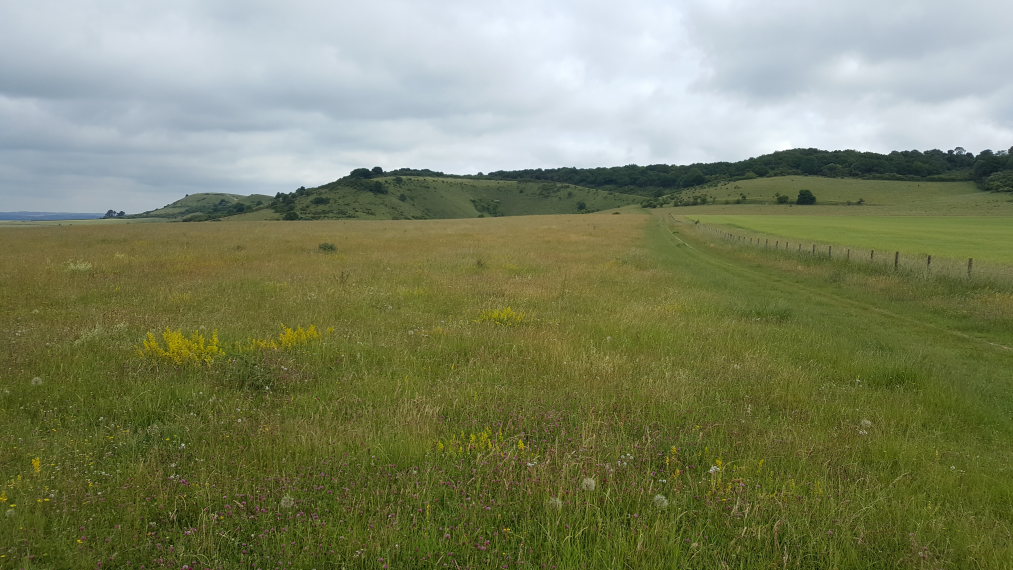 United Kingdom England, The Ridgeway, North to Steps Hill, near Ivinghoe Beacon, Walkopedia