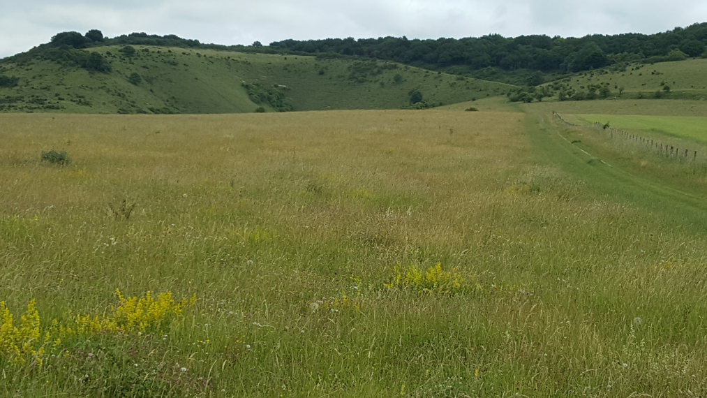 United Kingdom England, The Ridgeway, North to Steps Hill, near Ivinghoe Beacon, Walkopedia