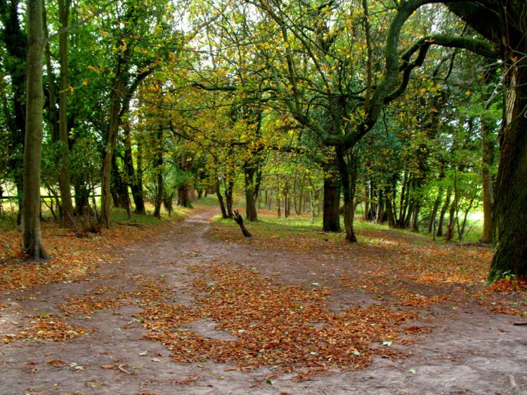 United Kingdom England, The Ridgeway, In the woods at Aldbury Nowers, Walkopedia