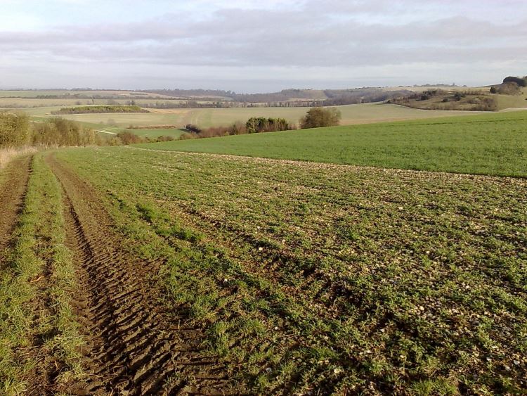 United Kingdom England, The Ridgeway,  Swyncombe Downs, Walkopedia