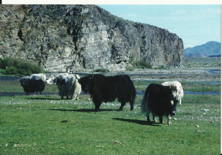 Mongolia, Altai Mountains, Altai Mts - , Walkopedia