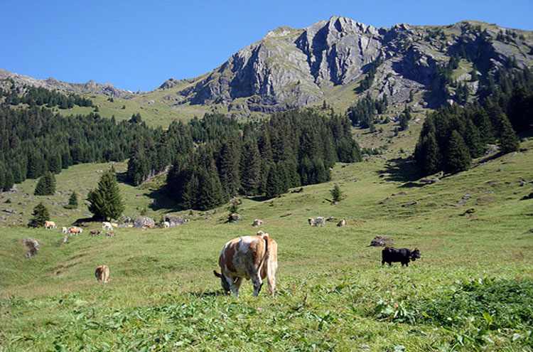 Eiger Trail: Eiger Trail - © By Flickr user Bobwitlox