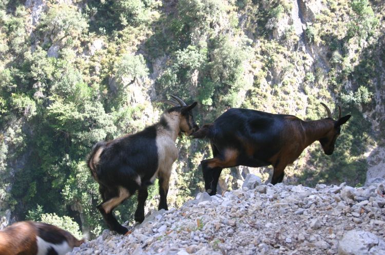 Spain NW Picos de Europa, Cares Gorge (Garganta del Cares), , Walkopedia