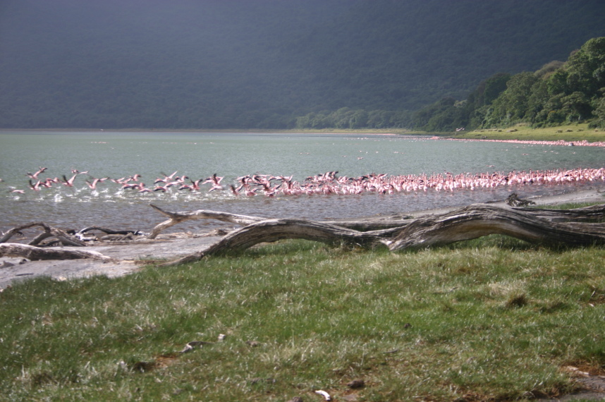 Tanzania, Empakaai Crater, They're shy, Walkopedia