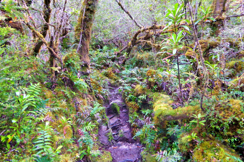 Australia Tasmania, South Coast Track, South Coast Track, Walkopedia