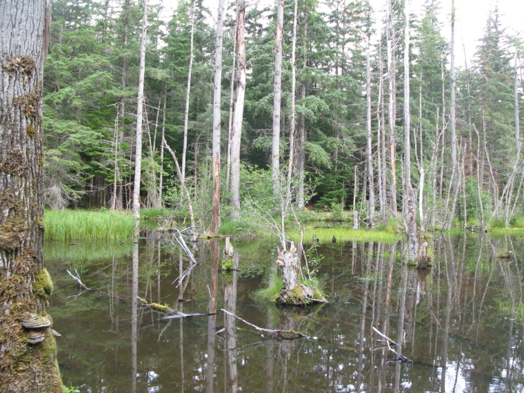 USA Alaska/Yukon, Chilkoot Trail, the flats, Walkopedia