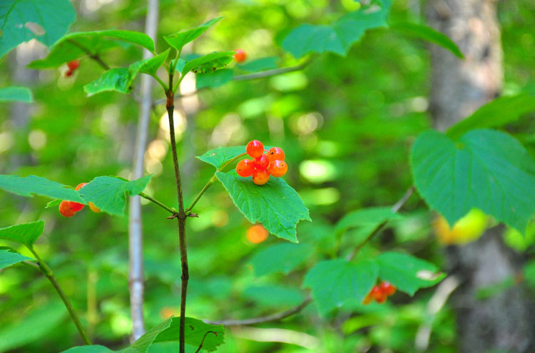 USA Alaska/Yukon, Chilkoot Trail, Chilkoot Trail, Walkopedia