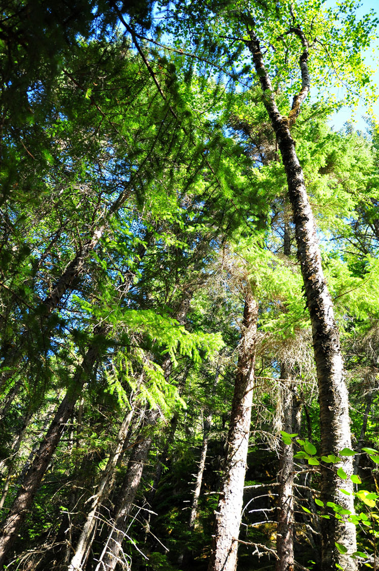 USA Alaska/Yukon, Chilkoot Trail, Chilkoot Trail, Walkopedia