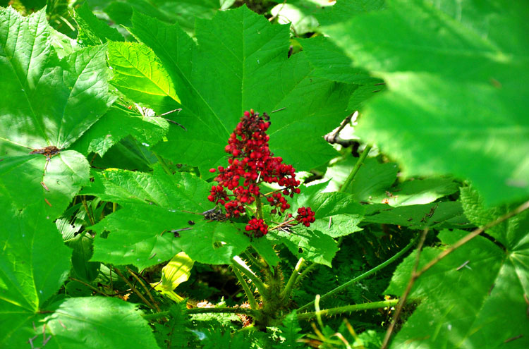 USA Alaska/Yukon, Chilkoot Trail, Chilkoot Trail, Walkopedia