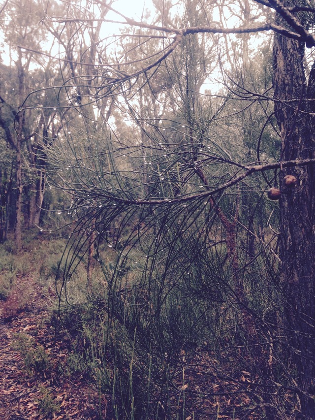 Australia Western Australia, Bibbulmun Track, Bibbulman Track, Walkopedia