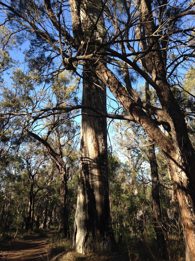 Bibbulman Track - © John Fenn... Bibbulmun Track: Bibbulman Track - © John Fenn...