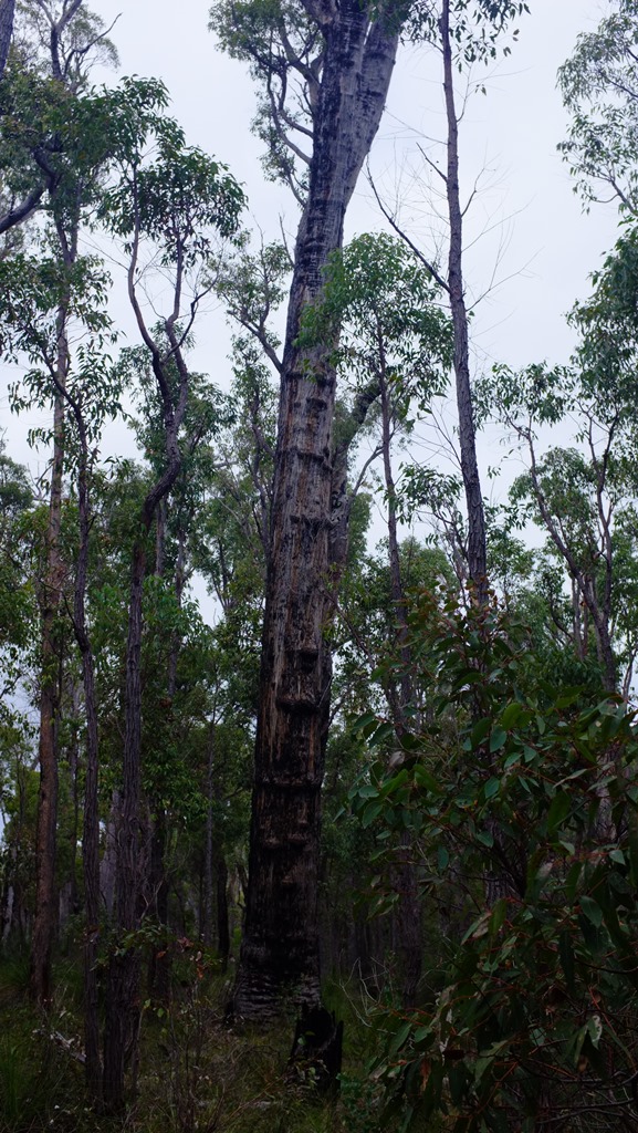 Australia Western Australia, Bibbulmun Track, Bibbulman Track, Walkopedia