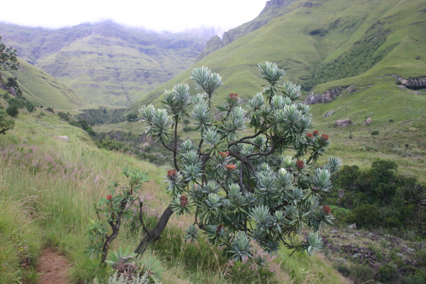 South Africa Drakensberg, North Drakensberg Traverse, Blast - what is this called, Walkopedia