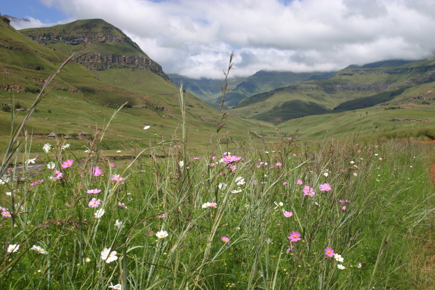 South Africa Drakensberg, North Drakensberg Traverse, Flower things, Walkopedia