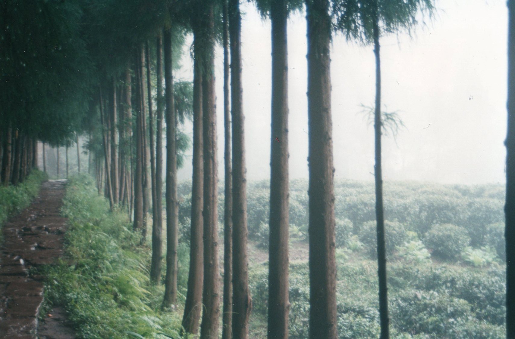 China Sichuan, Emei Shan, Tea plantations on the lower slopes, Walkopedia