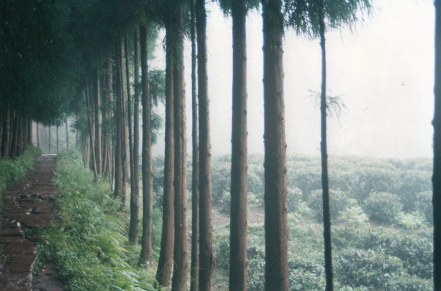 Tea plantations on the lower slopes - ©William Mackesy Tea plantations on the lower slopes - ©William Mackesy