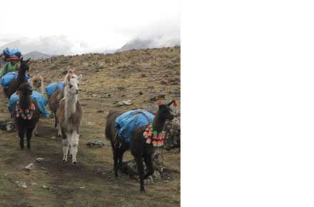 Hardy helpers - ©Lorna Dodds Lares Trek: Hardy helpers - ©Lorna Dodds