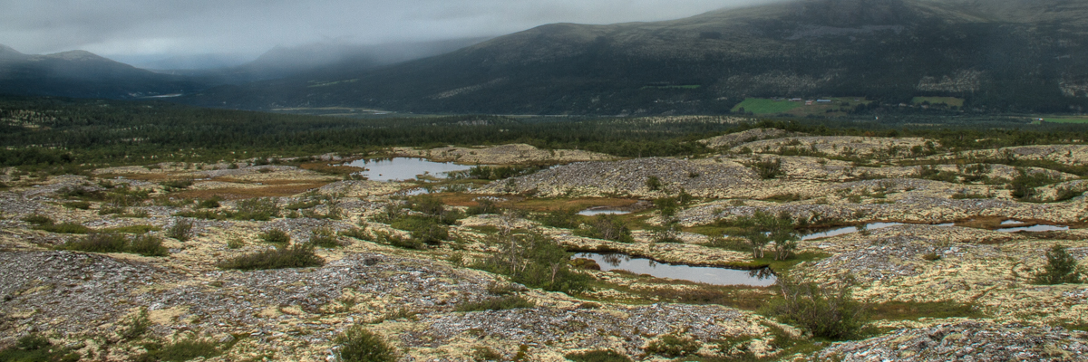 Norway Eastern, Rondane National Park, Bright yellow plateau after walking 2km through the woods. , Walkopedia
