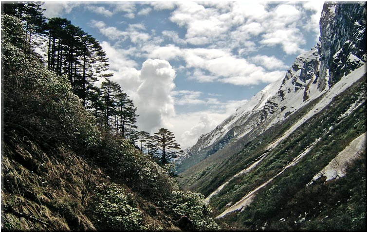 India Sikkim / E Nepal, Kangchenjunga / Singalila, Between Jakthang and Yabuk , Walkopedia