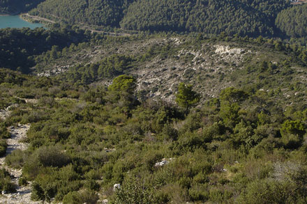 Montagne Sainte Victoire Herbs and Juniper - ©From Flickr, by Jatdoll... Montagne Sainte Victoire (Cezanne's Mountain): Montagne Sainte Victoire Herbs and Juniper - ©From Flickr, by Jatdoll...