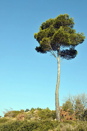 France Provence, Montagne Sainte Victoire (Cezanne's Mountain), Montagne Sainte Victoire Tree, Walkopedia