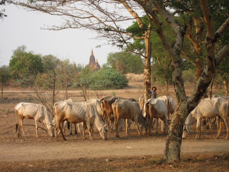 Myanmar, Bagan, Bagan, Walkopedia