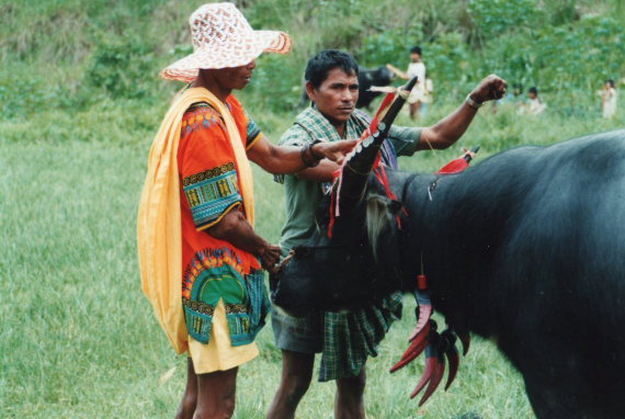 Indonesia Sulawesi, Torajaland, Preparing for bullfight, Walkopedia