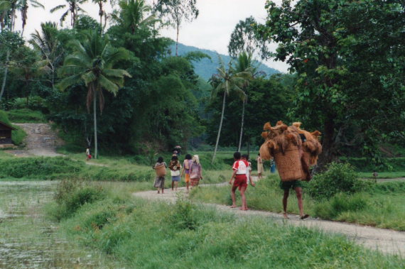 Indonesia Sulawesi, Torajaland, , Walkopedia