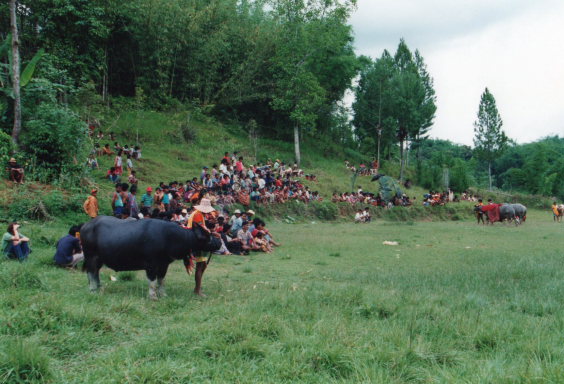 Indonesia Sulawesi, Torajaland, Gathering for bullfight, Walkopedia