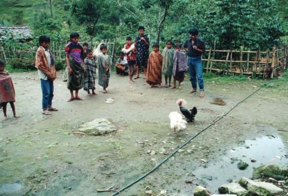 Indonesia Sulawesi, Torajaland, Cockfight in village, Walkopedia