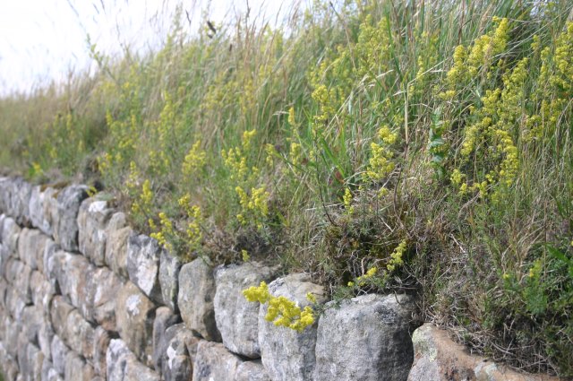 United Kingdom England Hadrian's Wall, Hadrian's Wall Path, , Walkopedia