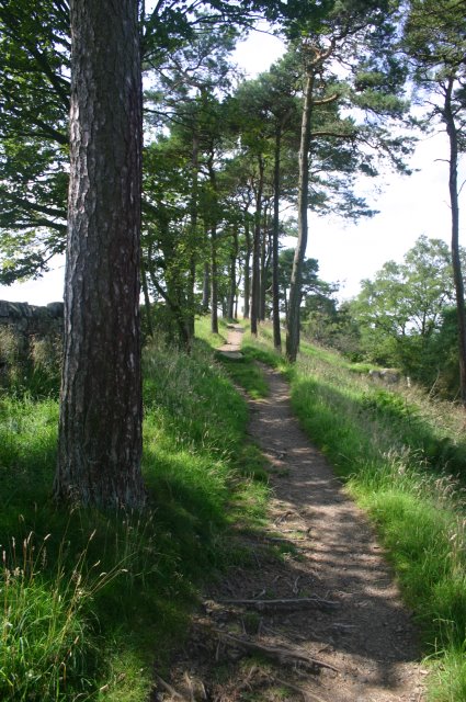 Trees on Hillock near Walltown Hadrian's Wall Path National Trail