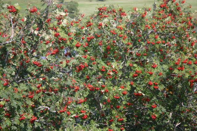 United Kingdom England Hadrian's Wall, Hadrian's Wall Path, Best Rowan ever, Walkopedia