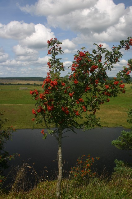 United Kingdom England Hadrian's Wall, Hadrian's Wall Path, Highshields Crag Rowan, Walkopedia