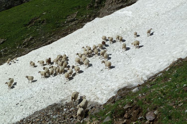 France Pyrenees, Pyrenean Haute Route, Sheep slowing progress near to Pont de Neige (2092m) - 15082013, Walkopedia