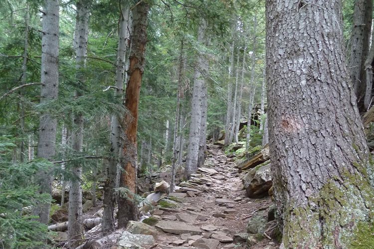 France Pyrenees, Pyrenean Haute Route, Path through pine forest above Pla de Boavi - 28082013, Walkopedia