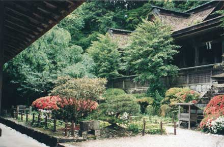 Yoshino - - ©William Mackesy Yoshino: Yoshino - - ©William Mackesy
