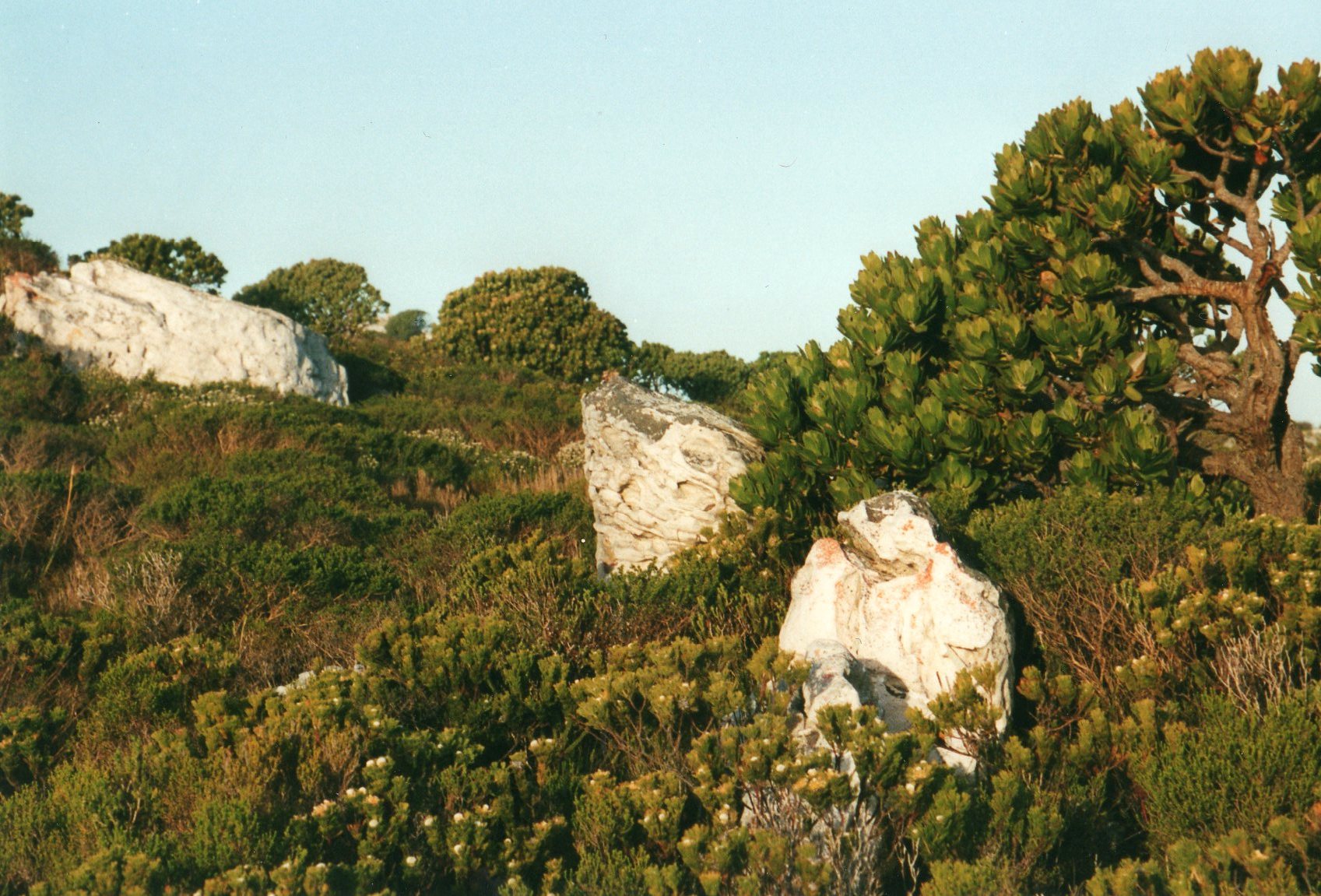 South Africa Western Cape Cape Area, Cape of Good Hope, Cape of Good Hope - glorious fynbos, Walkopedia