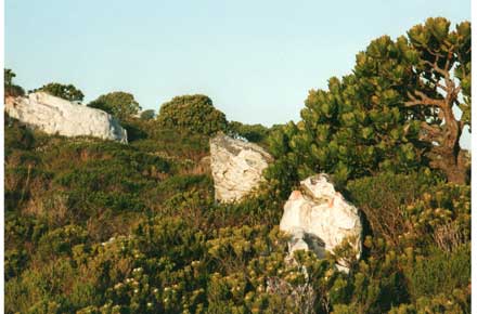 Cape of Good Hope - glorious fynbos - ©William Mackesy... Cape of Good Hope: Cape of Good Hope - glorious fynbos - ©William Mackesy...