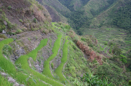 © Banaue Rice Terraces: ©