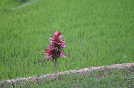 The Philippines, Banaue Rice Terraces, , Walkopedia