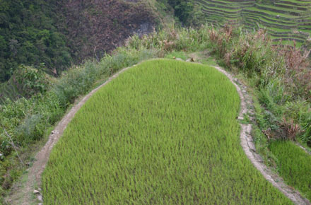 The Philippines, Banaue Rice Terraces, , Walkopedia