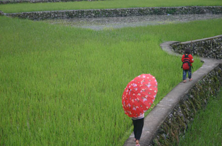 The Philippines, Banaue Rice Terraces, , Walkopedia